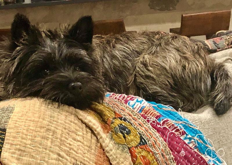 cairn terrier craigslist