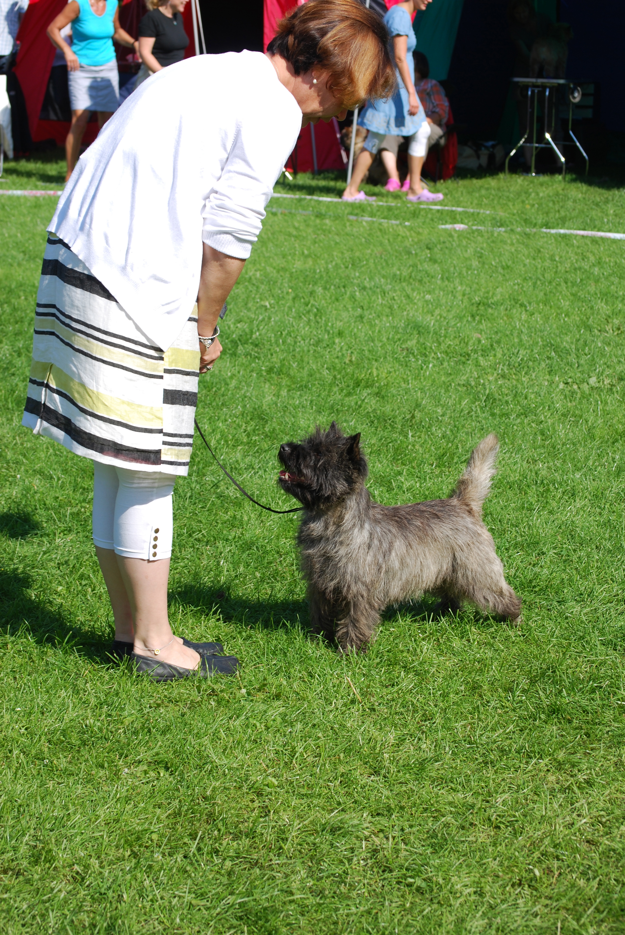 cairn terrier for sale craigslist