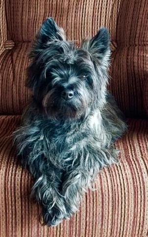 cairn terrier for sale craigslist